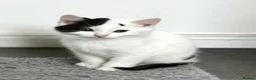Mixed Breed cats for sale: Beautiful kittens  in Whitchurch - Advert 2