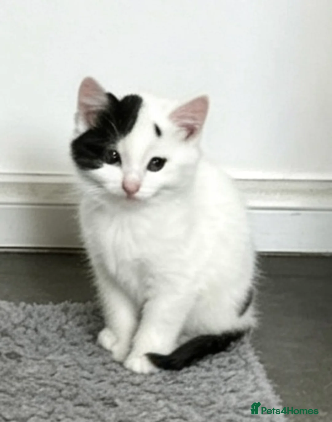 Mixed Breed cats for sale: Beautiful kittens  in Whitchurch - Advert 2