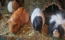 Guinea Pig rodents for sale: Female Guinea Pig Duo for Rehoming  - Image 2