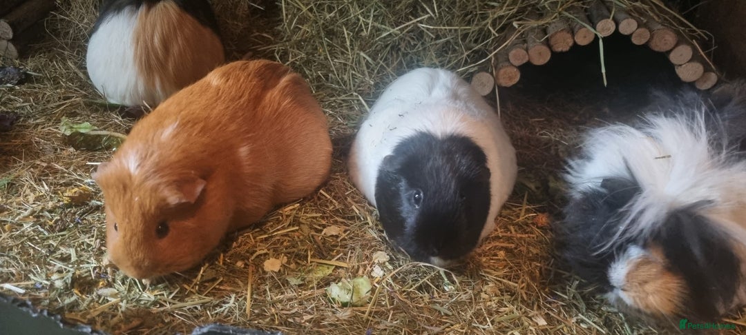 Guinea Pig rodents for sale: Female Guinea Pig Duo for Rehoming  - Image 2
