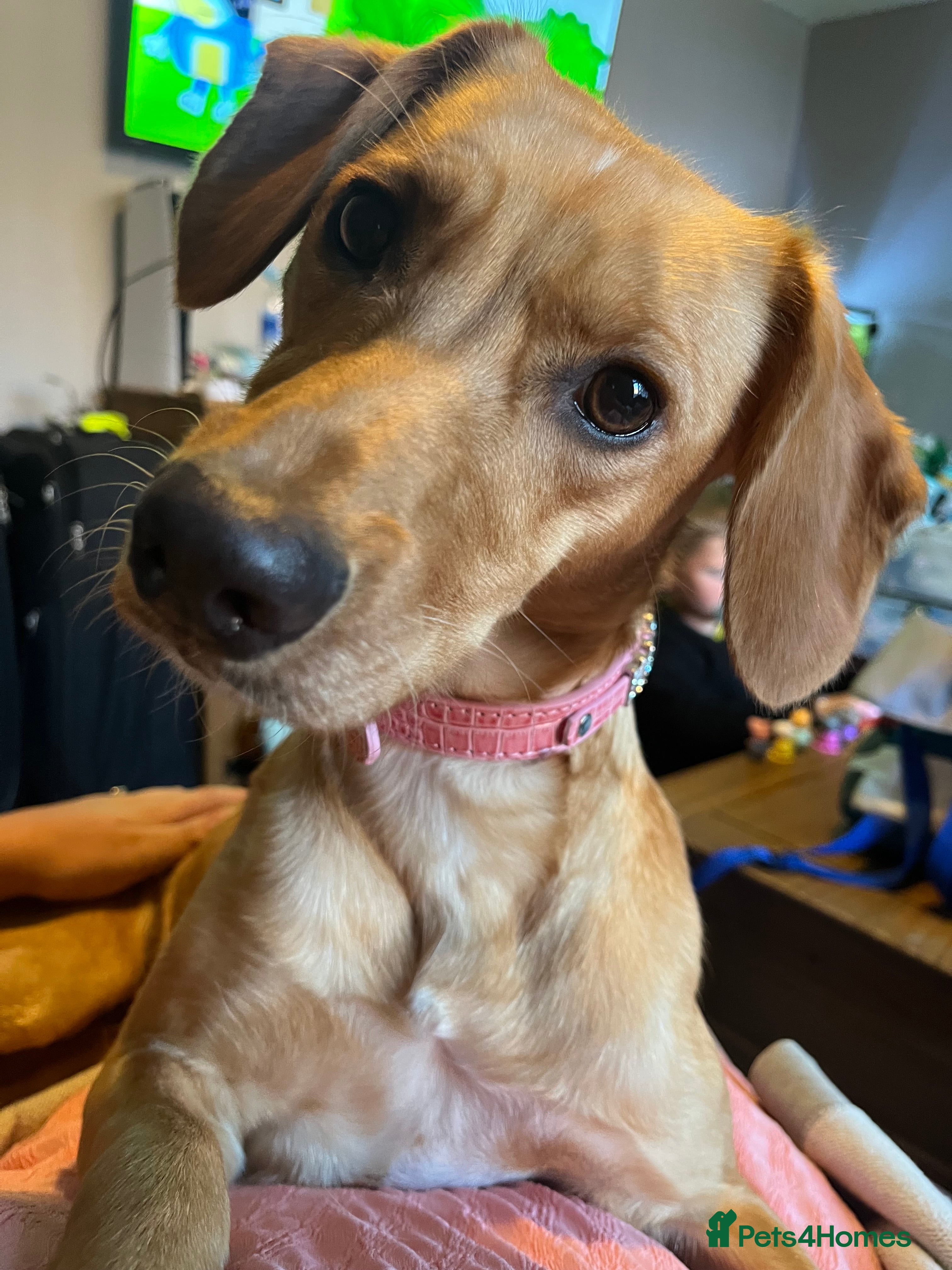 Mixed Breed dogs Female cocker spaniel X Whippet  - Advert 14