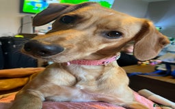 Mixed Breed dogs for sale: Female cocker spaniel X Whippet  - Image 1