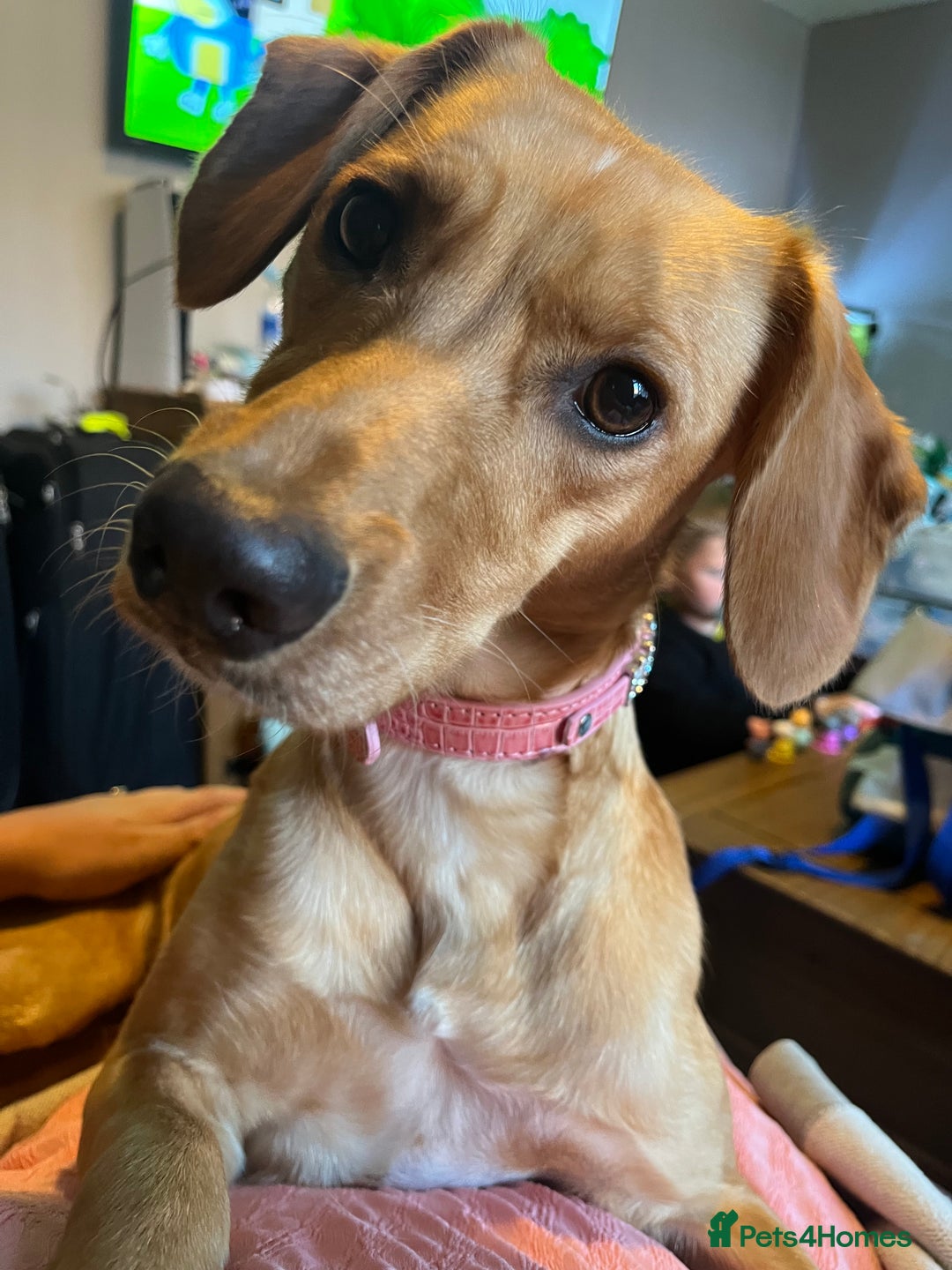 Mixed Breed dogs for sale: Female cocker spaniel X Whippet  - Image 1