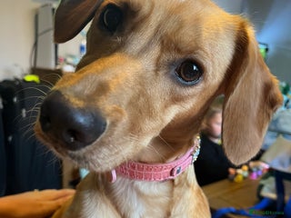 Mixed Breed dogs Female cocker spaniel X Whippet - Advert 2