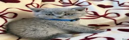 British Shorthair cats for sale: Beautiful British Shorhair Kittens for Sale - Advert 18