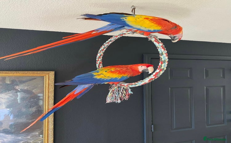 Macaws birds - Advert 10