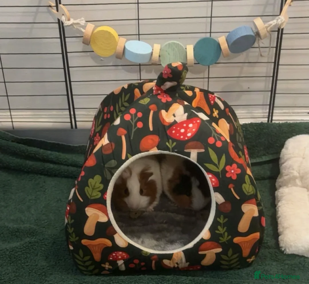 Guinea Pig rodents for sale: 2 baby female. 1 adult male 1 adult female - Advert 10