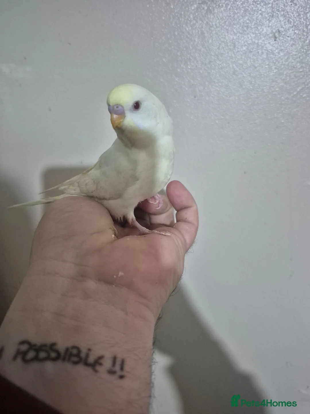 Budgerigars birds for sale: Hand tame budgies  - Advert 4