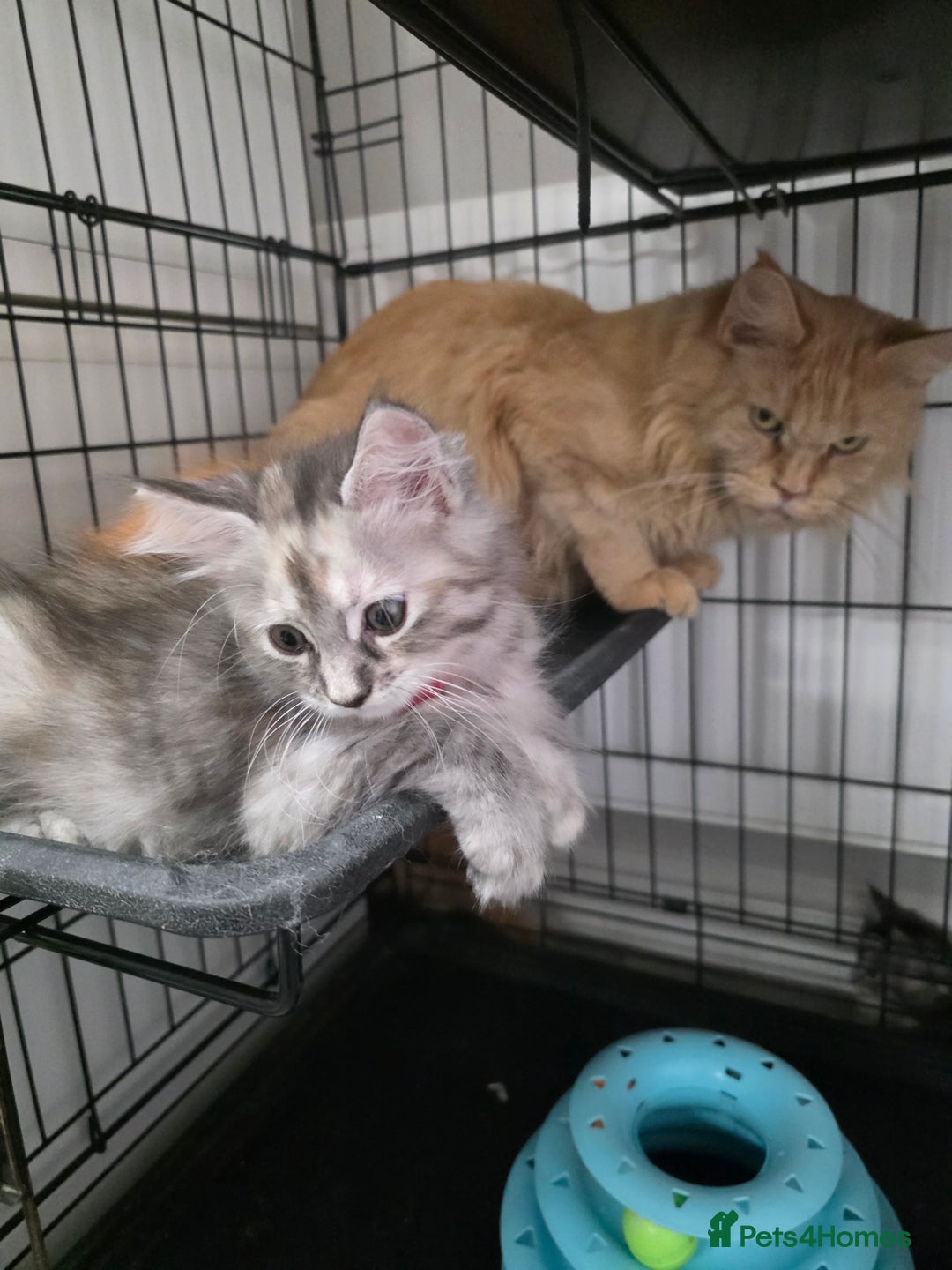 Maine Coon cats for sale: Maincoon Kitten For Sale - Image 17