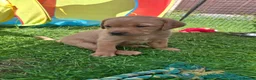 Labrador Retriever dogs for sale: Labrador Pups KC Reg.  - Advert 22