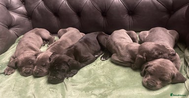 Mixed Breed dogs STUNNING MASTIFF/GREAT DANE PUPPIES - Advert 2