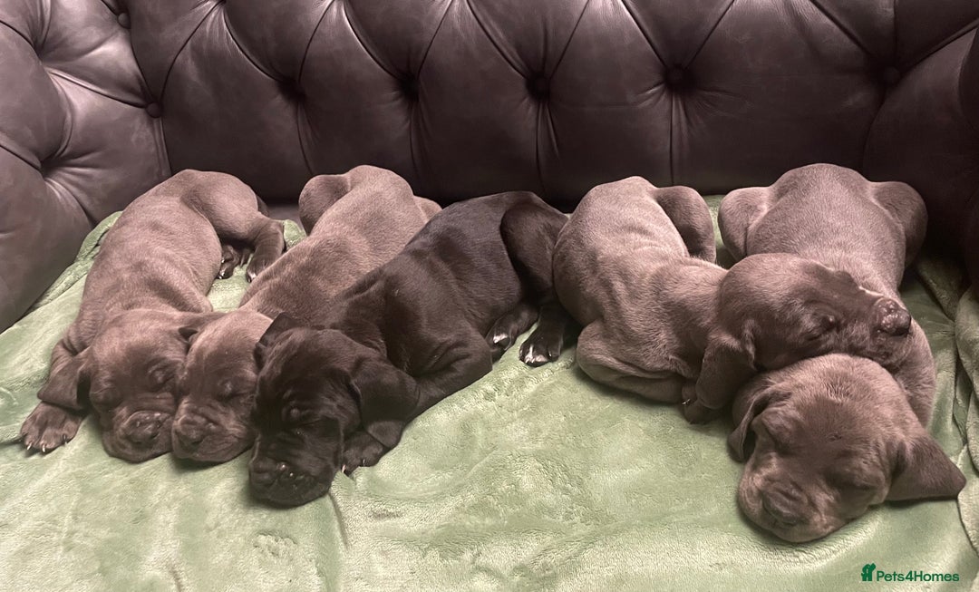 Mixed Breed dogs for sale: STUNNING MASTIFF/GREAT DANE PUPPIES - Advert 2