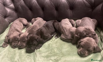 Mixed Breed dogs STUNNING MASTIFF/GREAT DANE PUPPIES - Advert 4