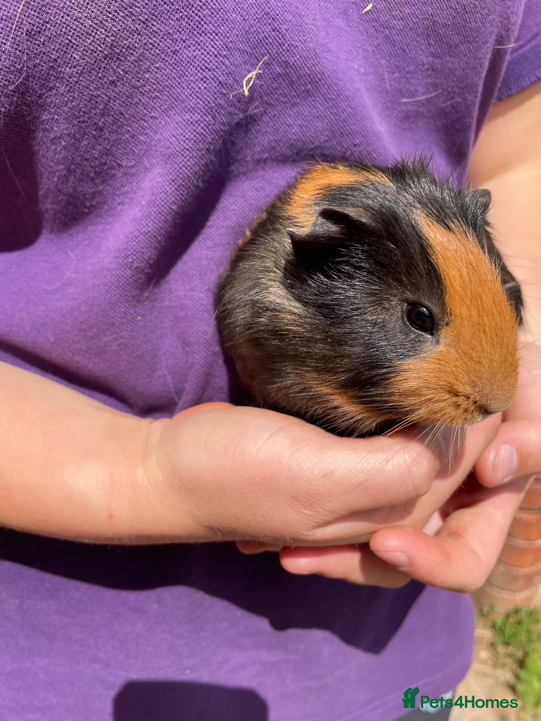 Guinea Pig rodents for sale: Beautiful baby guinea pigs  - Advert 2