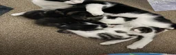 Mixed Breed cats for sale: 2 Kittens for sale  - Advert 4
