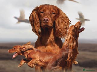 Cocker Spaniel dogs Stunning Proven Working Cocker Spaniel at Stud in Melton Mowbray - Advert 22