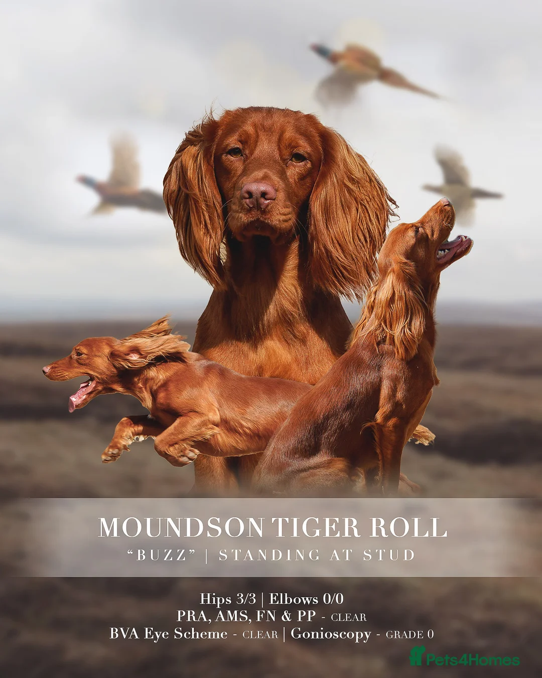 Cocker Spaniel dogs for stud: Stunning Proven Working Cocker Spaniel at Stud in Melton Mowbray - Advert 1