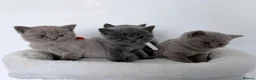 British Shorthair cats for sale: outstanding British shorthair kittens - Advert 16