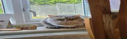 Scottish Fold cats for sale: Scottish fold and straight pair in Buxton - Advert 2