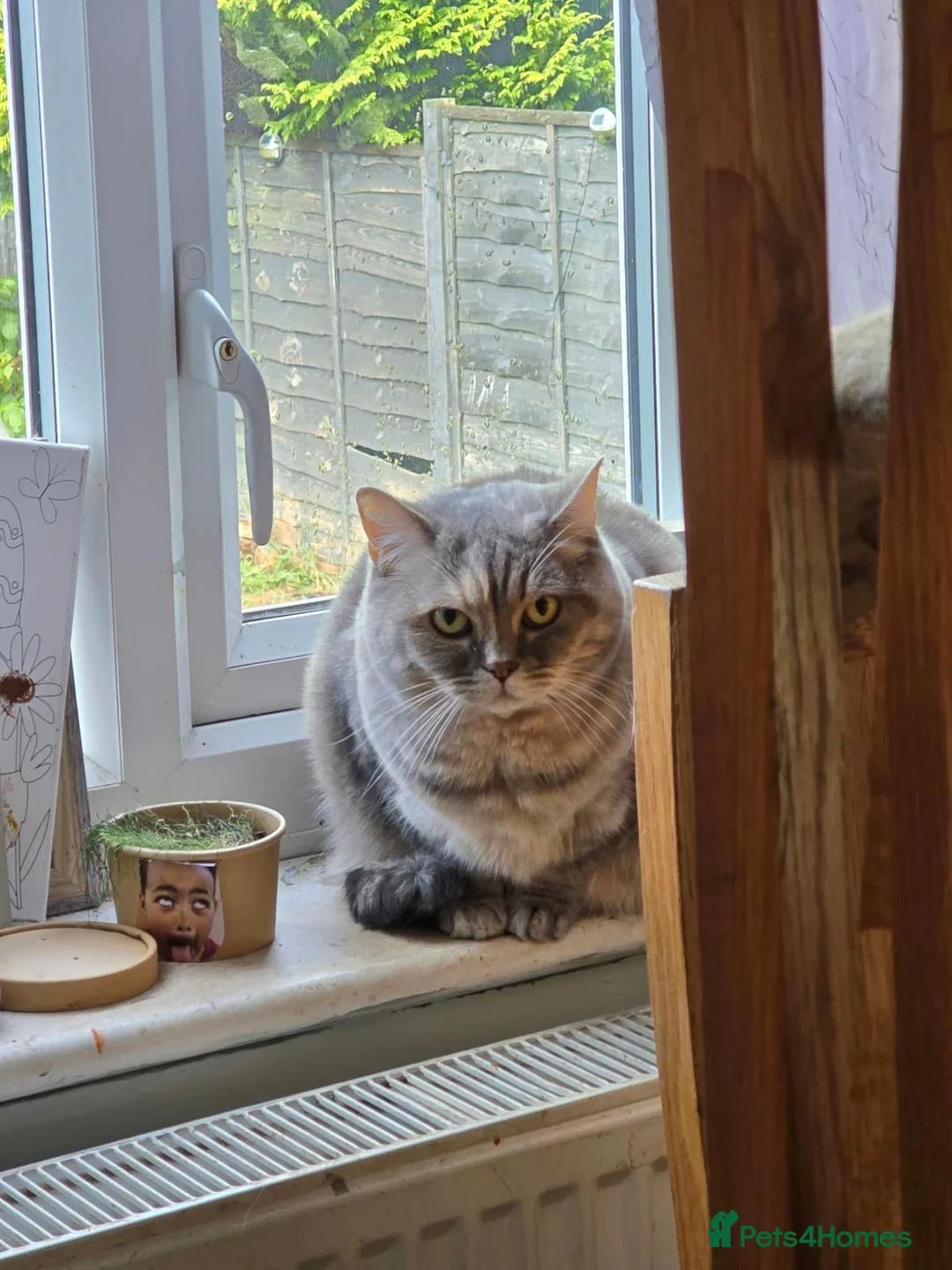 Scottish Fold cats for sale: Scottish fold and straight pair in Buxton - Advert 2