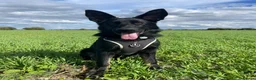 German Shepherd dogs for sale: 5 month German Shepard- working line  - Advert 4