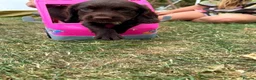 Cocker Spaniel dogs for sale: Ready to Leave, KC Working Cocker spaniels - Advert 14