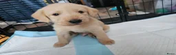 Australian Labradoodle dogs for sale: 🐾 7 Gorgeous Australian Labradoodle  - Advert 5