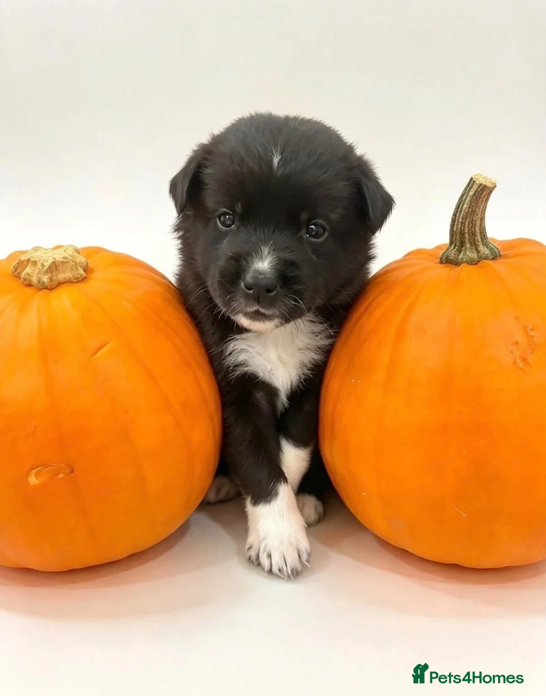 Mixed Breed dogs for sale: Belgian Shepard/ collie in Holyhead - Advert 7