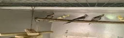 Cockatiels birds for sale: 2026 Young cockatiels  - Advert 6