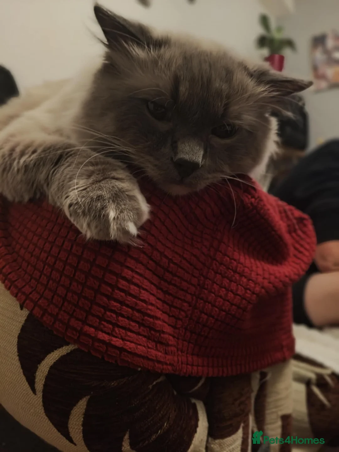 Ragdoll cats for sale: Kittens For Sale Cute small Ragdoll - Advert 8