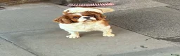 Cavalier King Charles Spaniel dogs for sale: Female Cavalier King Charles - Advert 2