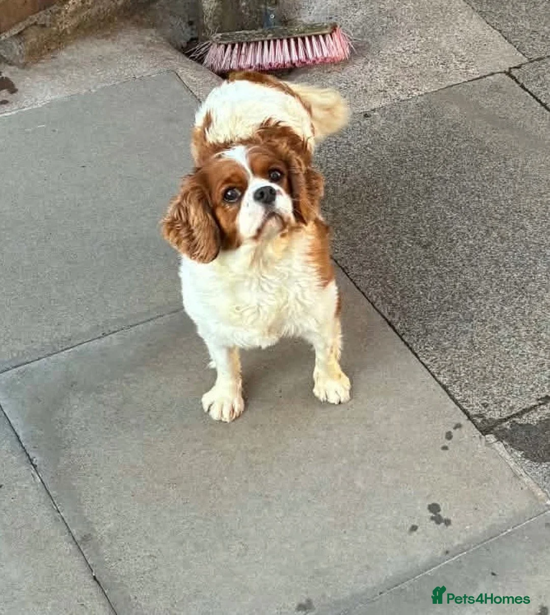 Cavalier King Charles Spaniel dogs for sale: Female Cavalier King Charles - Advert 2
