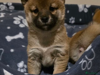 Japanese Shiba Inu dogs Healthy shiba inus - Advert 18