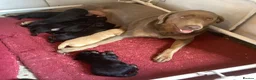 Labradoodle dogs for sale: Toy Labradoodle  - Advert 6
