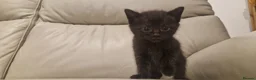 Mixed Breed cats for sale: Ready next week!  - Advert 4