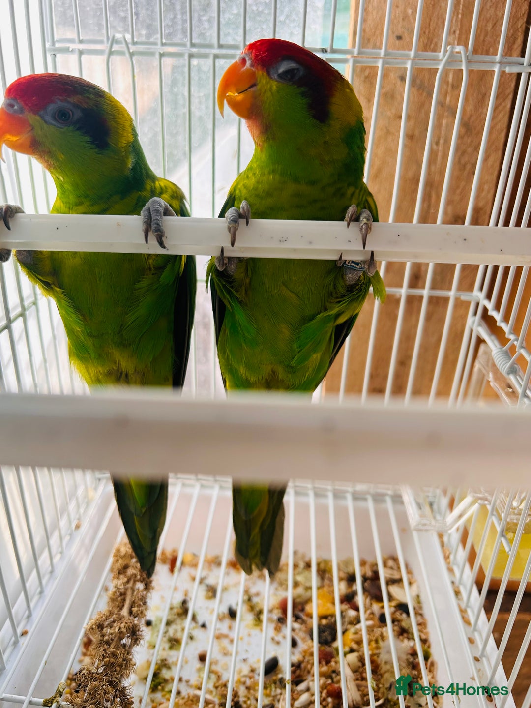 Lorikeets birds for sale: PROVEN pair iris lorikeet RARE!! - Image 4