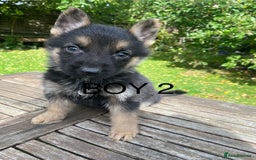 German Shepherd dogs for sale: Chunky Farm bred GSD pups ready now. - Image 7