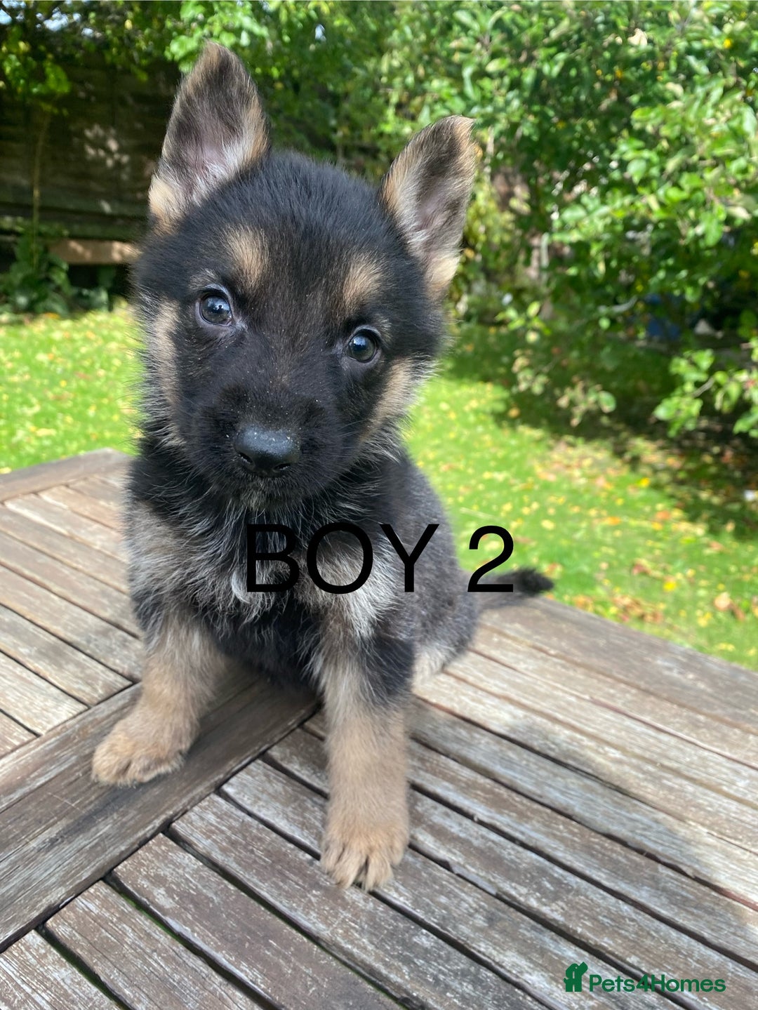 German Shepherd dogs for sale: Chunky Farm bred GSD pups ready now. - Image 7