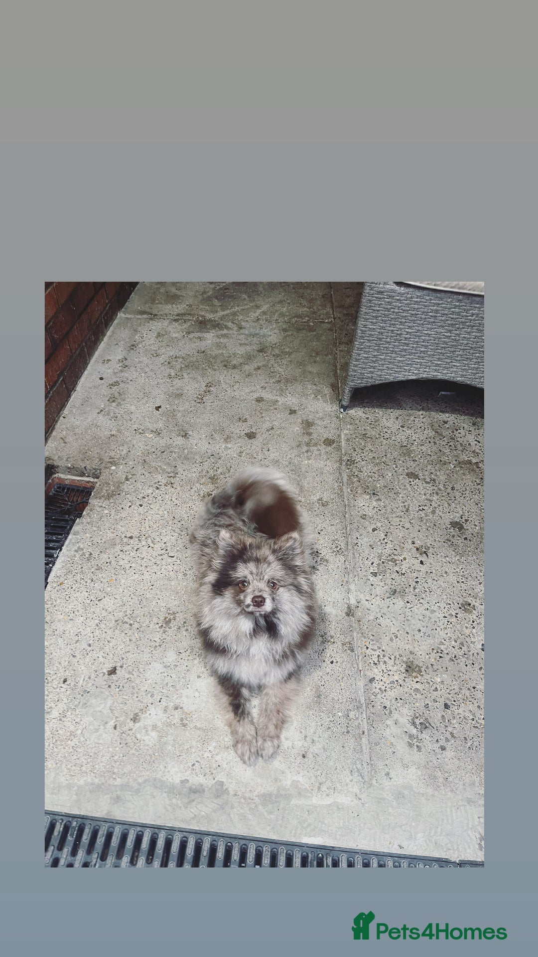 Pomeranian dogs for stud: top quality 5kg! chocolate merle stud!🔥 - Image 2