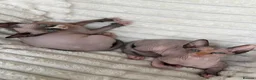 Sphynx cats for sale: Canadian Sphynx Kittens  - Advert 18