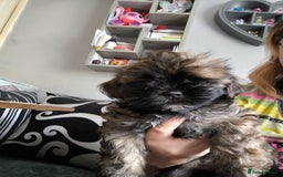 Lhasa Apso dogs for sale: Lhasa apso puppies 4 girls 💗2 boys 🩵 - Image 2