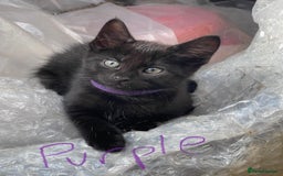 Maine Coon cats for sale: Maine coon cross kittens - Image 1