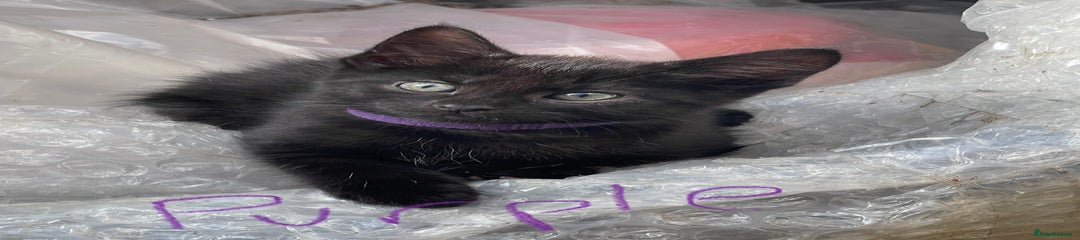 Maine Coon purple kitten
