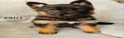 German Shepherd dogs for sale: Gorgeous German shepherd pups for sale  in Durham - Advert 13