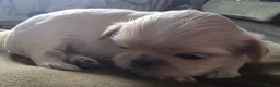 Shih Tzu dogs for sale: Ready to leave imperial shih tzu  - Advert 4