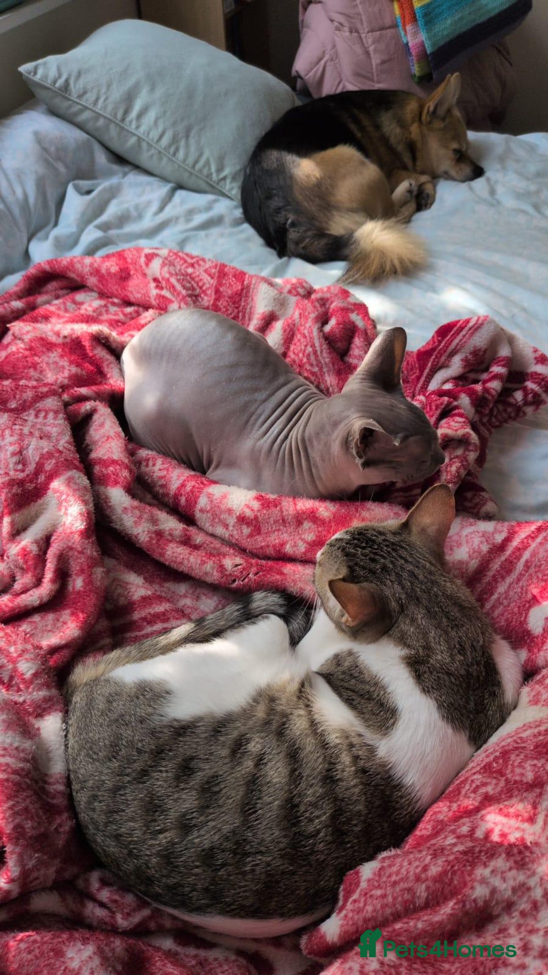 Mixed Breed cats for adoption: Female Indoor Cat for Adoption in Carshalton - Image 15