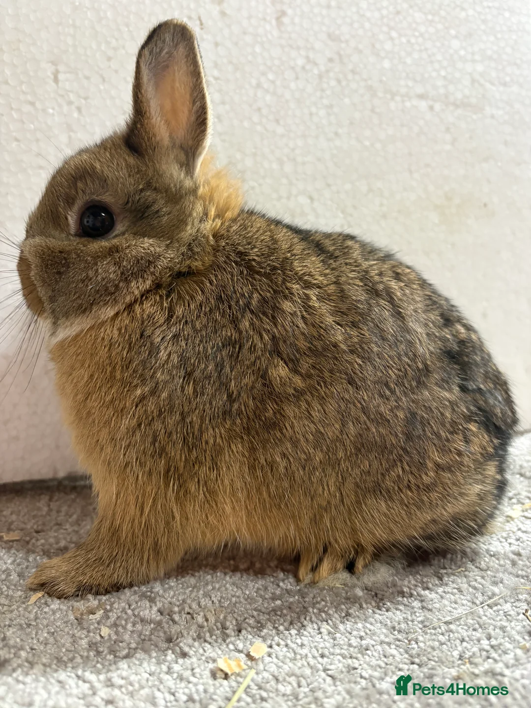 Netherland Dwarf rabbits for sale: Netherland Dwarf Baby Bunny  - Advert 3