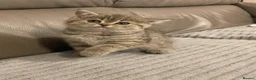 Mixed Breed cats for sale: 5 Beautiful Kittens Ready For Loving Homes - Advert 3