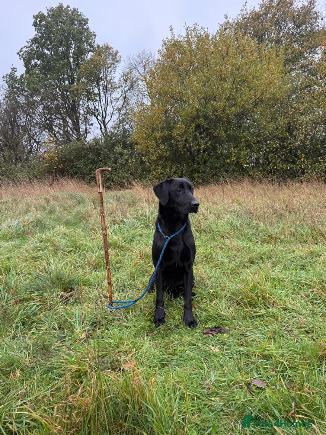 Labrador Retriever dogs for stud: KC Registered Labrador with exceptional pedigree  in Thetford - Advert 2