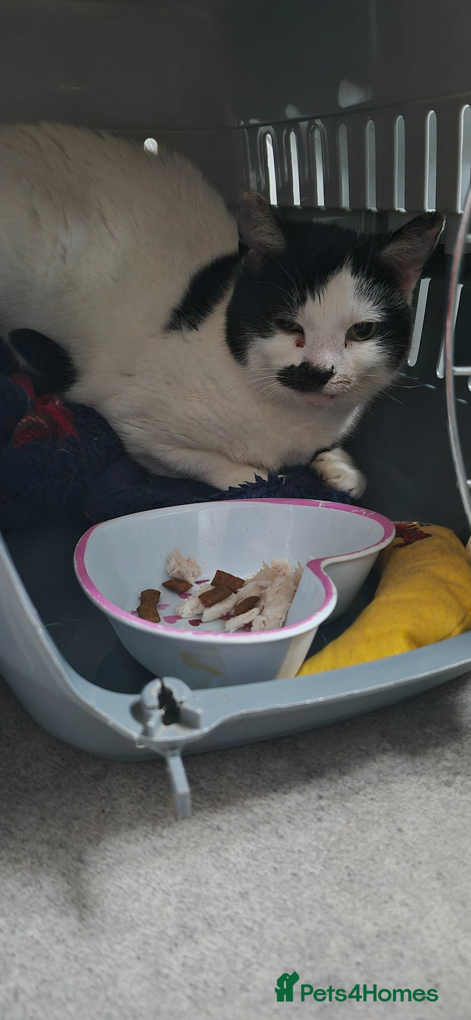 Mixed Breed cats Perfect Barn cat duo - Advert 1